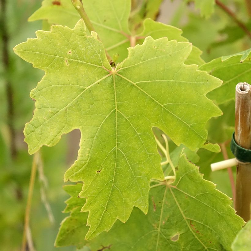 Videira de mesa Crimson sem grainha - Vitis vinifera (Folhagem)