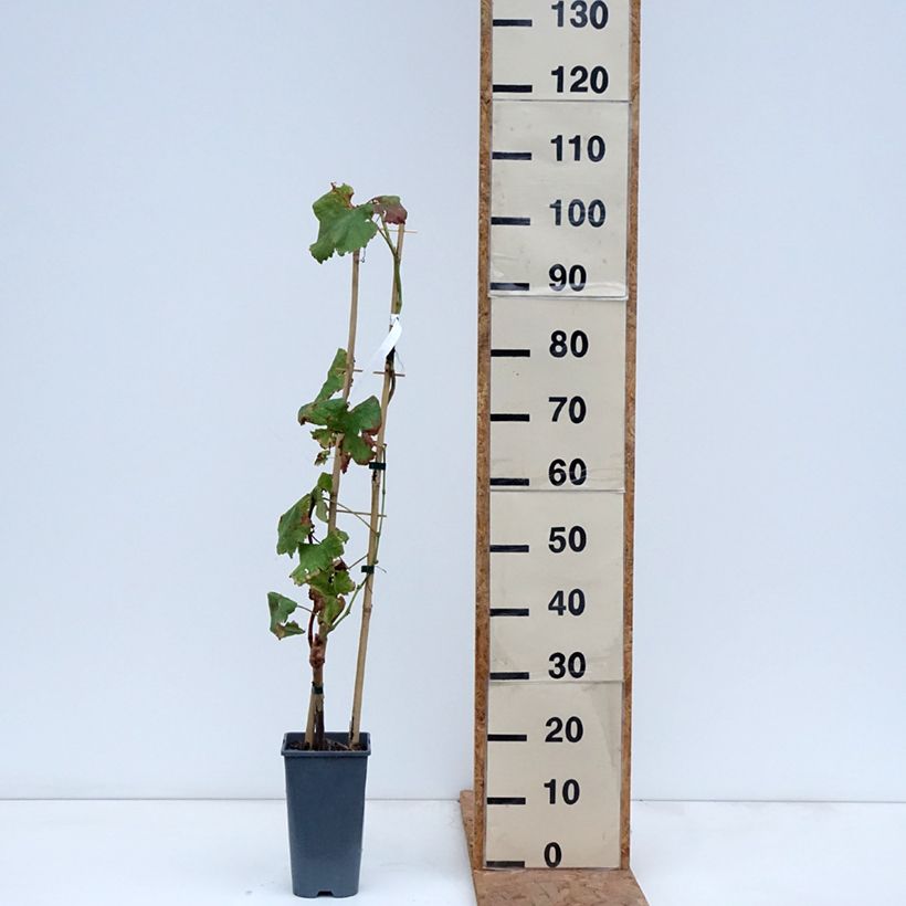 Amostra de Vigne de table Crimson Seedless - Vitis vinifera   Pot de 3L/4L tal como entregue no outono