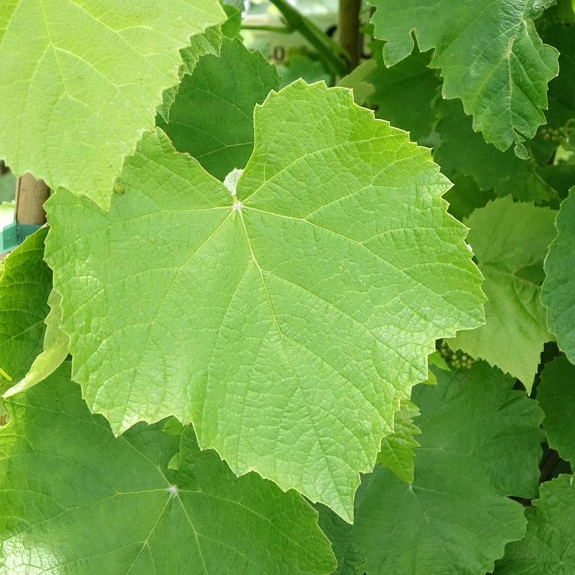 Videira de mesa Francese Bianca, branca de França - Vitis vinifera (Folhagem)