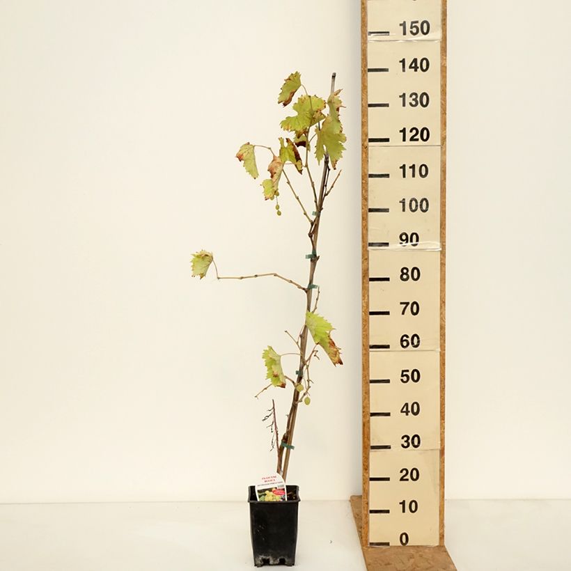 Amostra de Vigne de table Francese Bianca, Blanche de France - Vitis  Pot de 3L/4L tal como entregue no outono