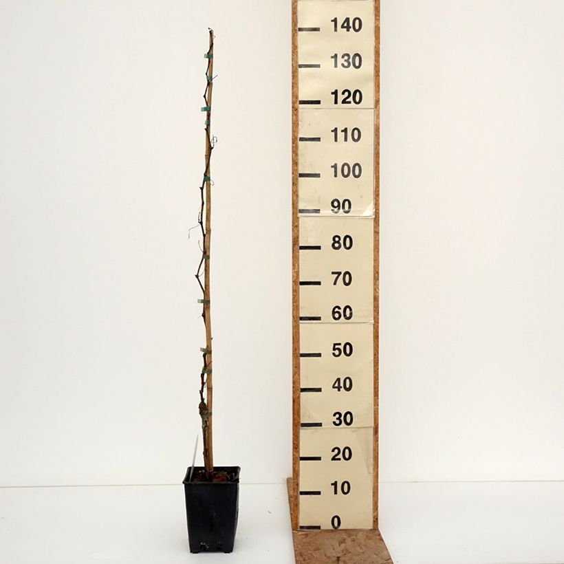 Amostra de Vigne de table Francese Bianca, Blanche de France - Vitis  Vaso de 3 L/4 L tal como entregue no inverno