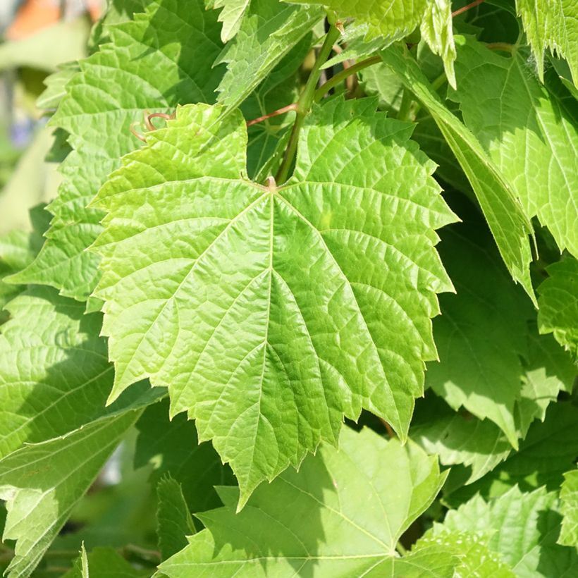 Videira de mesa Francese Nera - Vitis vinifera (Folhagem)