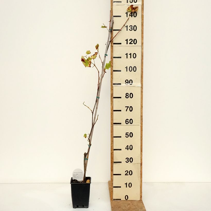 Amostra de Videira de mesa Francese Nera - Vitis vinifera Vaso de 1,5 L/2 L tal como entregue no outono