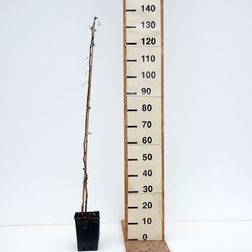 Amostra de Vigne de table Francese Nera, Noire de France - Vitis x hybrida Pot de 1,5L/2L tal como entregue no inverno