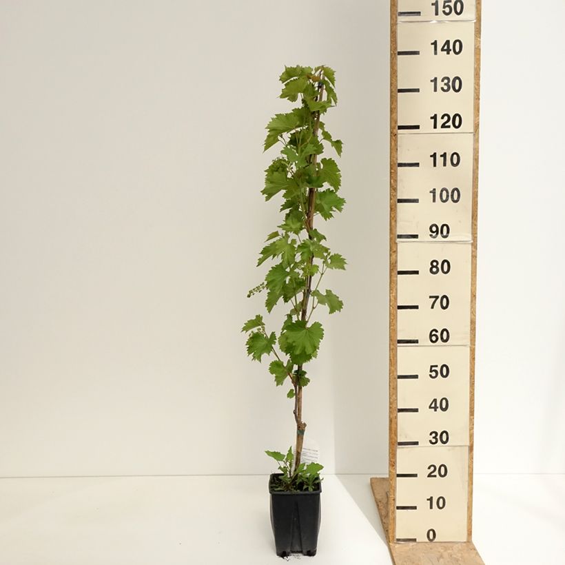 Amostra de Videira de mesa Francese Nera - Vitis vinifera Vaso de 1,5 L/2 L tal como entregue na primavera