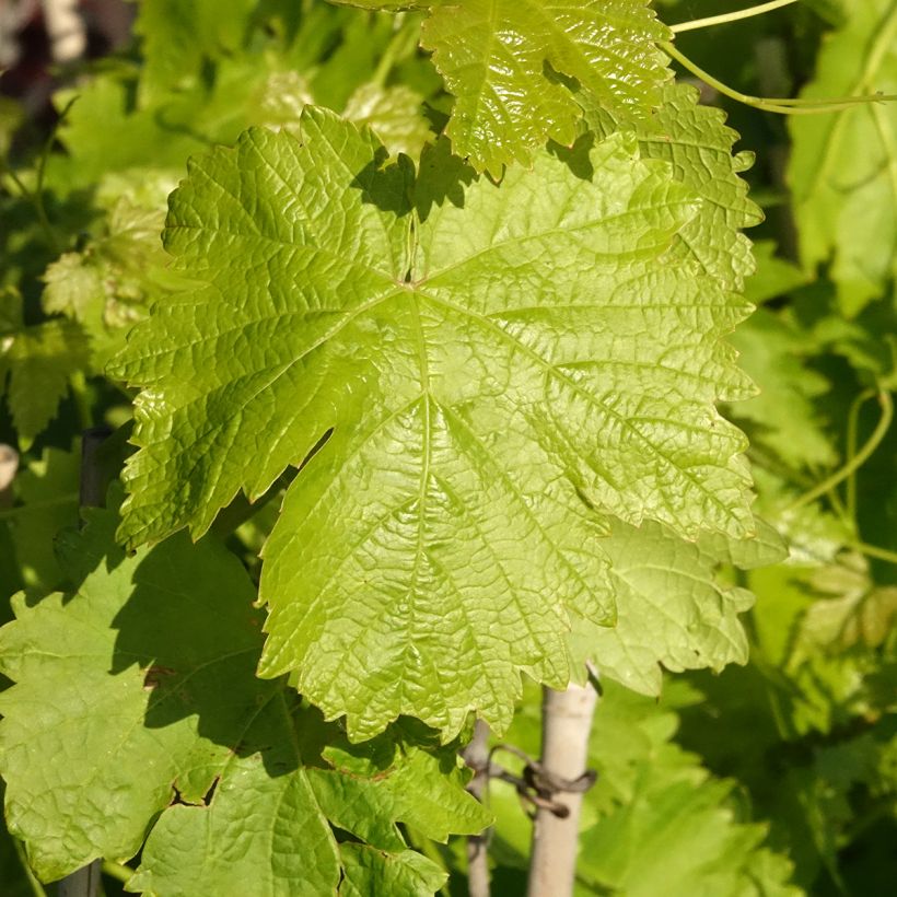 Videira de mesa Leopoldo - Vitis vinifera (Folhagem)