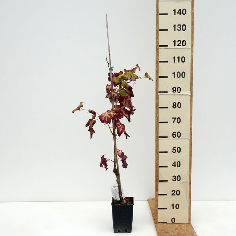 Amostra de Videira de mesa Leopoldo - Vitis vinifera Vaso de 1,5 L/2 L tal como entregue no outono