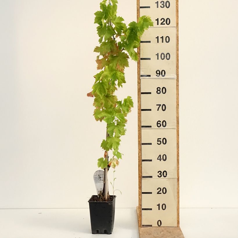 Amostra de Videira de mesa Leopoldo - Vitis vinifera Vaso de 1,5 L/2 L tal como entregue no verão