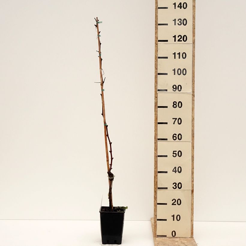 Amostra de Vigne de table Leopoldo - Vitis vinifera Pot de 1,5L/2L tal como entregue no inverno