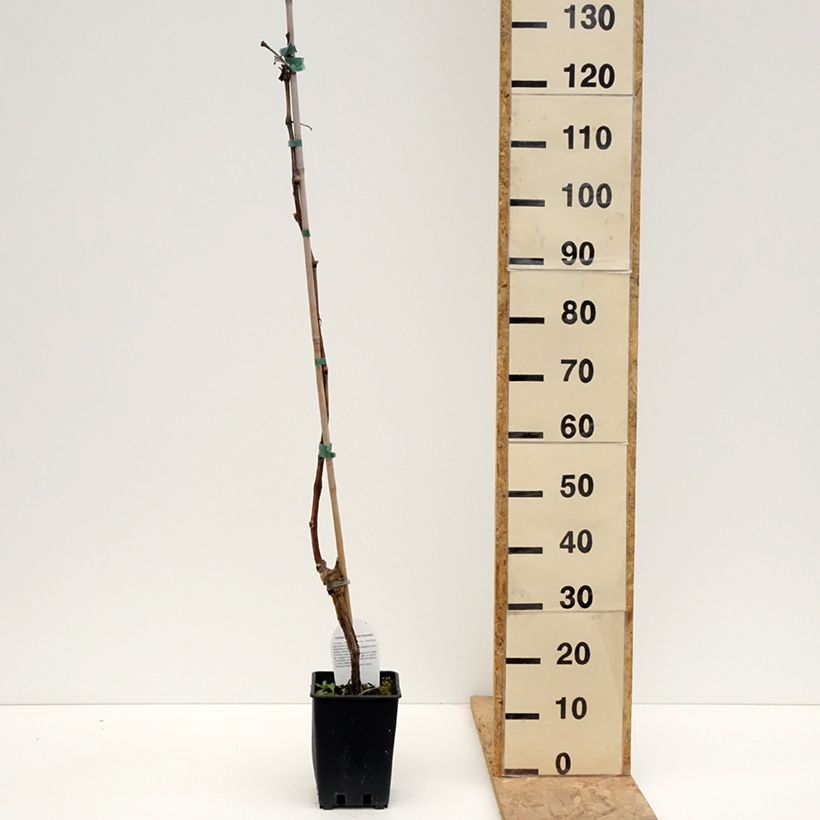 Amostra de Videira de mesa Leopoldo - Vitis vinifera Vaso de 1,5 L/2 L tal como entregue na primavera