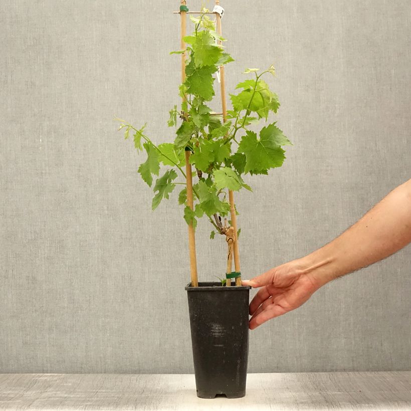 Amostra de Videira de mesa Lilla - Vitis vinifera Vaso de 3 L/4 L tal como entregue no verão
