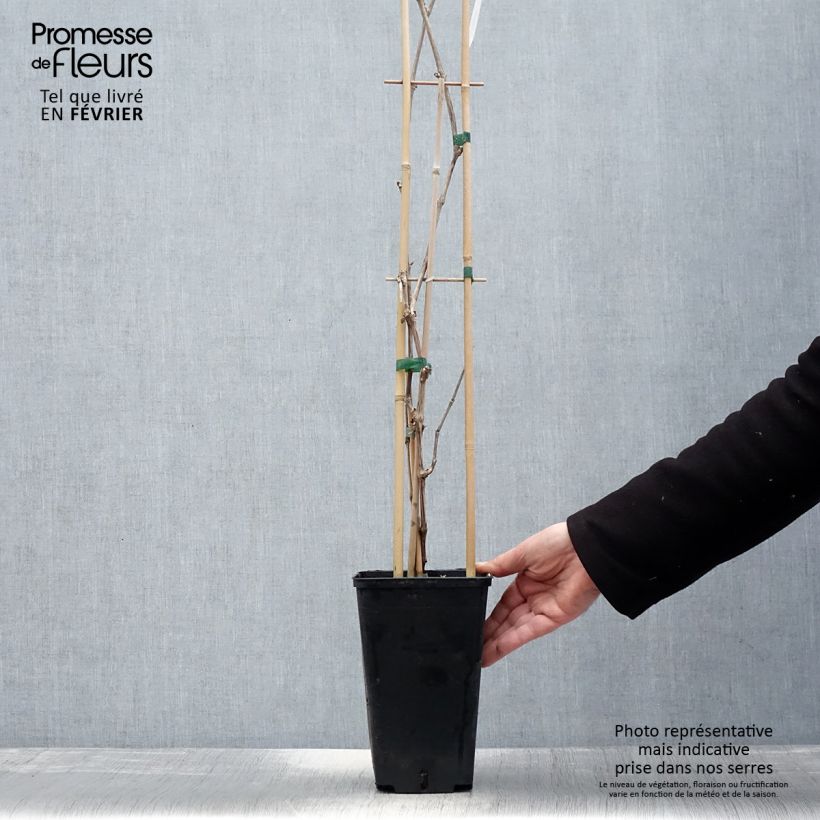 Amostra de Vigne de table Lilla - Vitis vinifera  Pot de 3L/4L tal como entregue no inverno