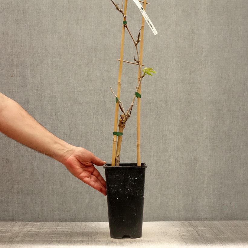 Amostra de Videira de mesa Lilla - Vitis vinifera Vaso de 3 L/4 L tal como entregue na primavera