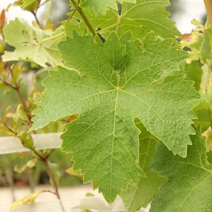 Videira de mesa Lilla - Vitis vinifera (Folhagem)