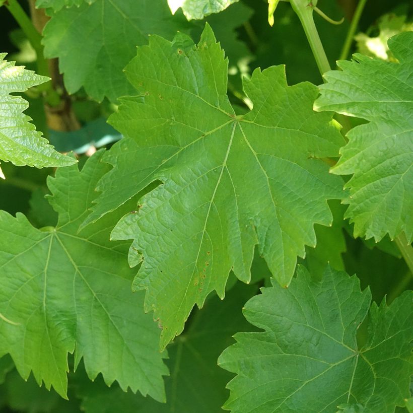 Videira Luglienga - Vitis vinifera (Folhagem)