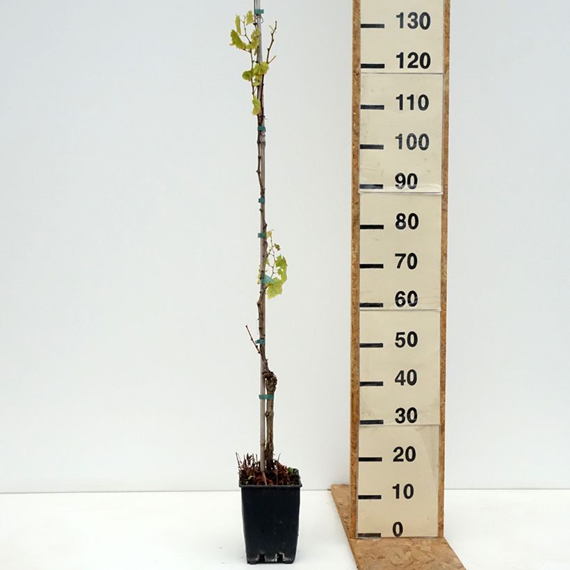 Amostra de Videira Luglienga - Vitis vinifera Vaso de 1,5 L/2 L tal como entregue no outono