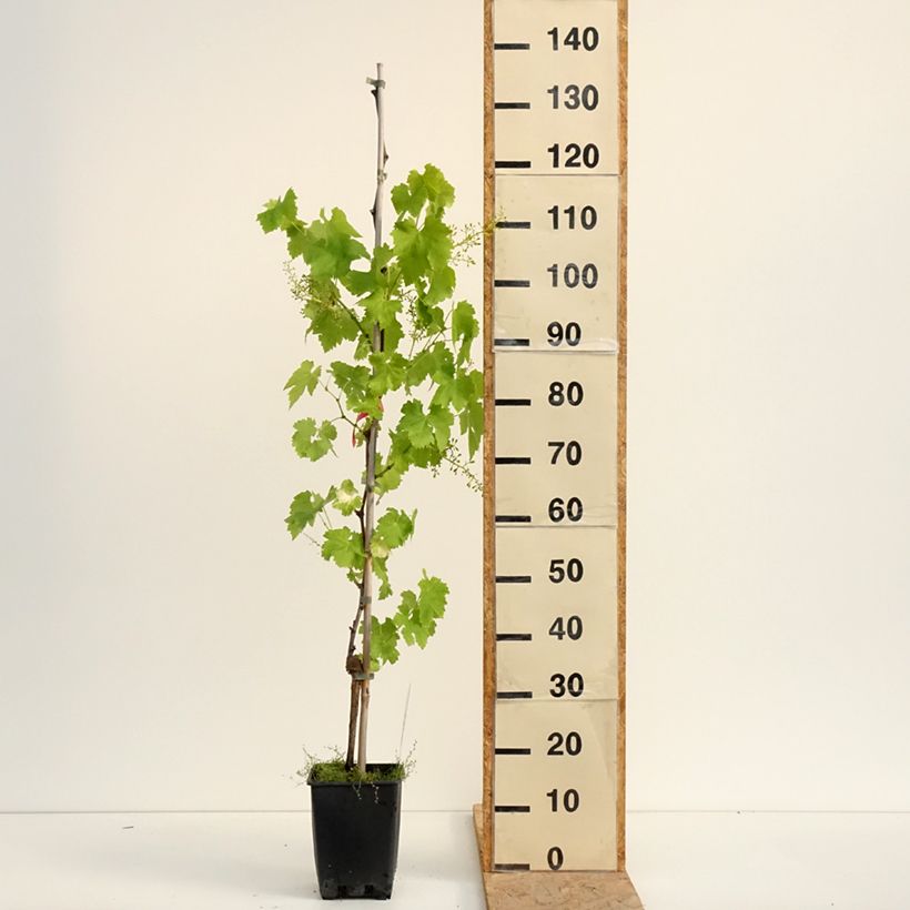 Amostra de Videira Luglienga - Vitis vinifera Vaso de 1,5 L/2 L tal como entregue no verão