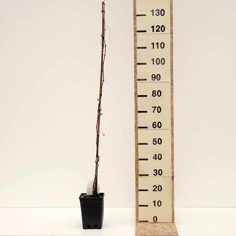 Amostra de Vigne de table Luglienga - Vitis vinifera Vaso de 1,5 L/2 L tal como entregue no inverno