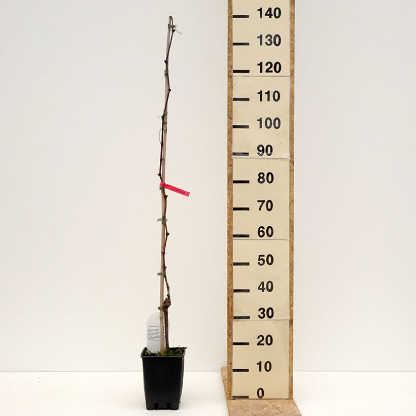 Amostra de Videira Luglienga - Vitis vinifera Vaso de 1,5 L/2 L tal como entregue na primavera