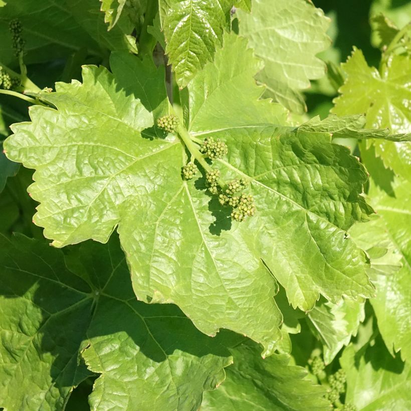 Videira de mesa Michele Palieri - Vitis vinifera (Folhagem)
