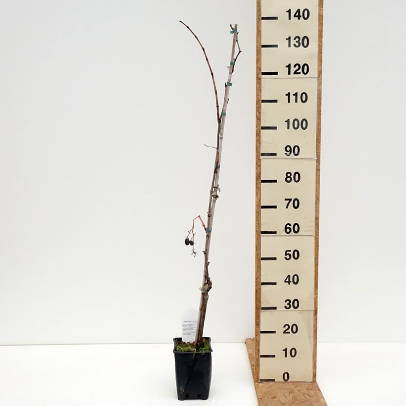 Amostra de Videira de mesa Michele Palieri - Vitis vinifera Vaso de 1,5 L/2 L tal como entregue no outono