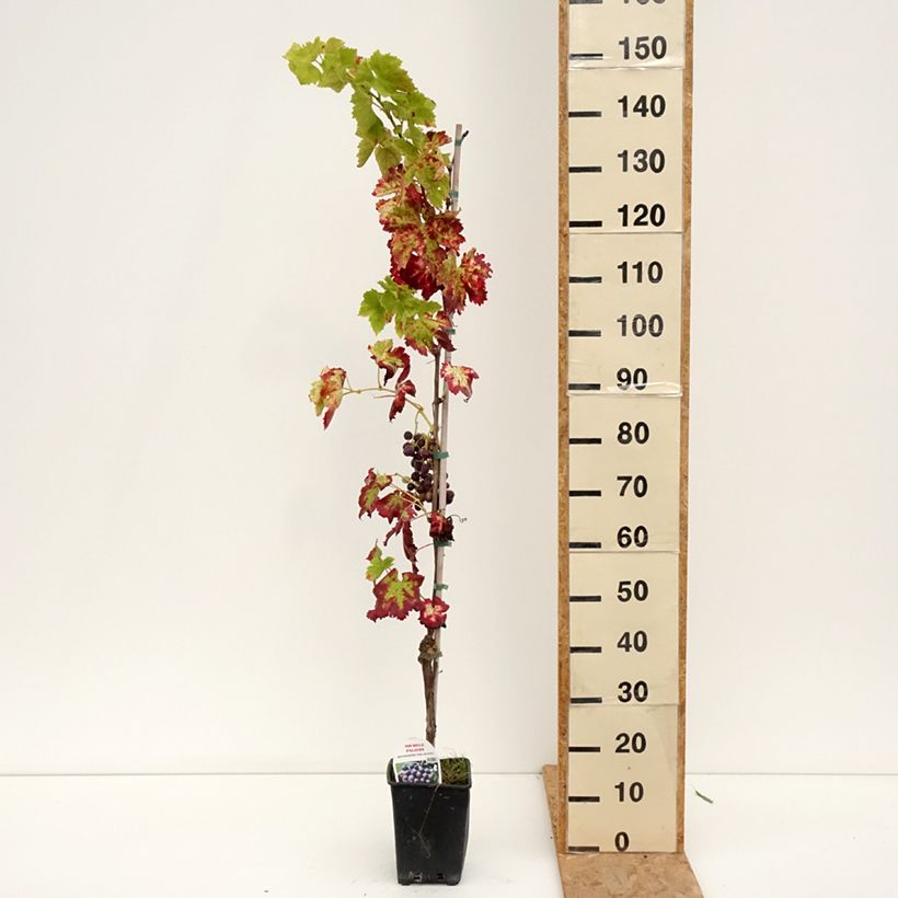 Amostra de Videira de mesa Michele Palieri - Vitis vinifera Vaso de 1,5 L/2 L tal como entregue no verão