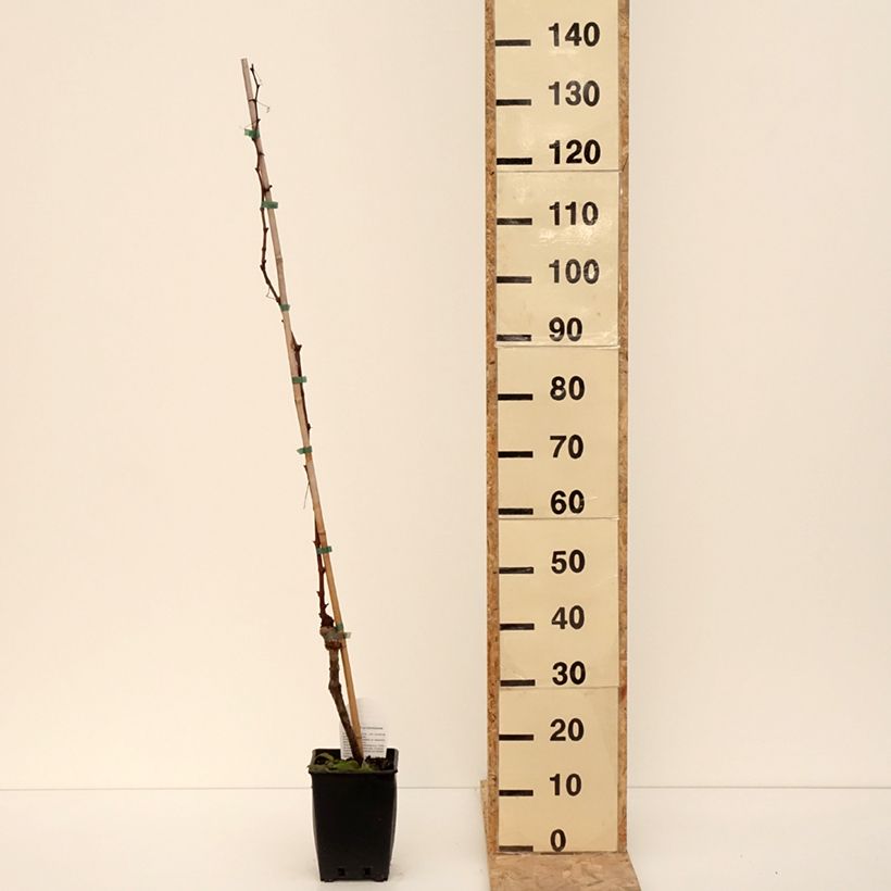 Amostra de Vigne de table Michele Palieri - Vitis vinifera Vaso de 1,5 L/2 L tal como entregue no inverno