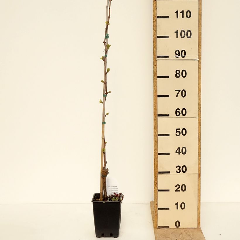 Amostra de Videira de mesa Michele Palieri - Vitis vinifera Vaso de 1,5 L/2 L tal como entregue na primavera