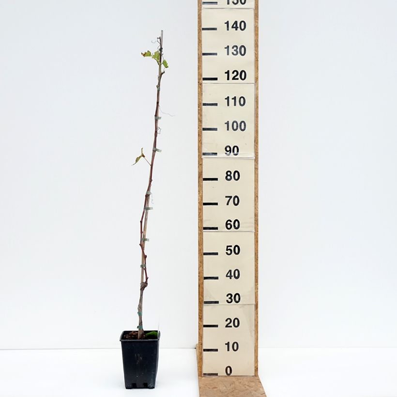 Amostra de Vigne de table Moscato d'Adda - Vitis vinifera Pot de 1,5L/2L tal como entregue no outono
