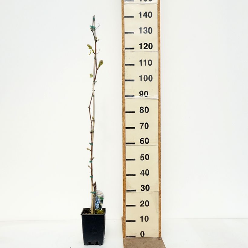 Amostra de Videira de mesa Moscato dAdda - Vitis vinifera Vaso de 1,5 L/2 L tal como entregue na primavera