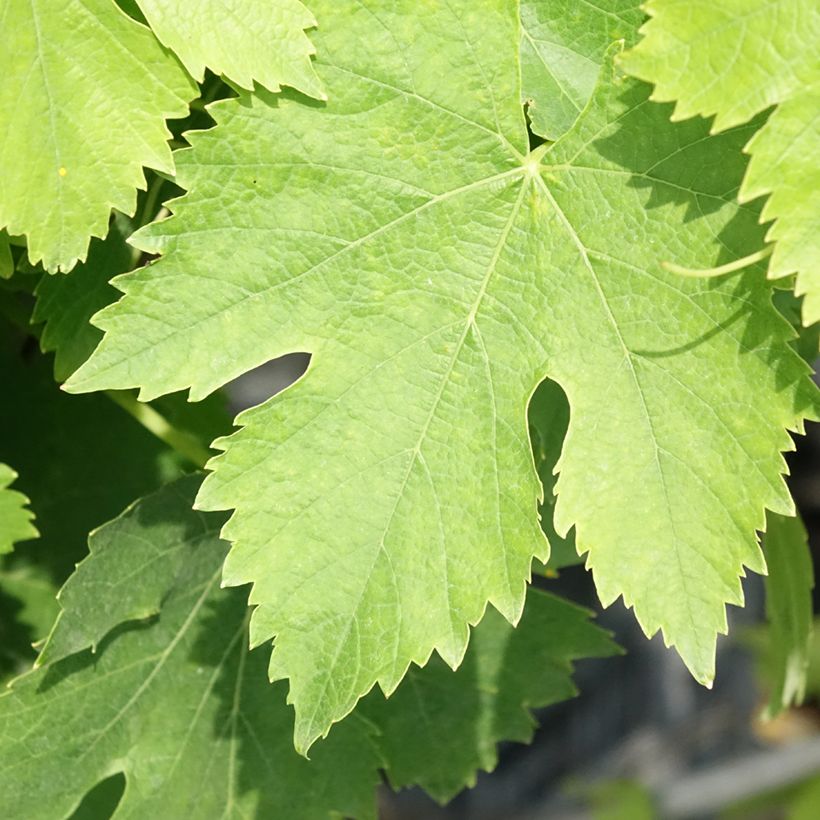 Videira de mesa Moscato Giallo - Vitis vinifera (Folhagem)