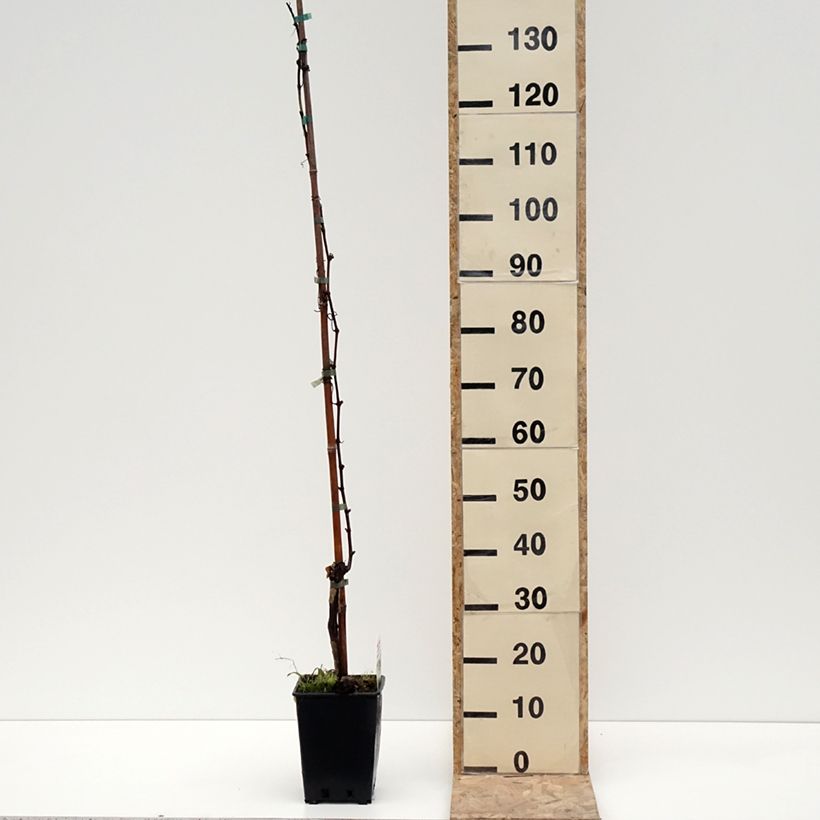 Amostra de Vigne de table Moscato Giallo - Vitis vinifera Vaso de 1,5 L/2 L tal como entregue no inverno