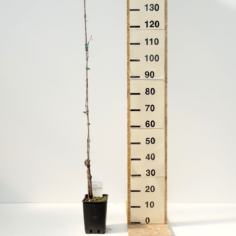 Amostra de Videira de mesa Moscato Giallo - Vitis vinifera Vaso de 1,5 L/2 L tal como entregue na primavera