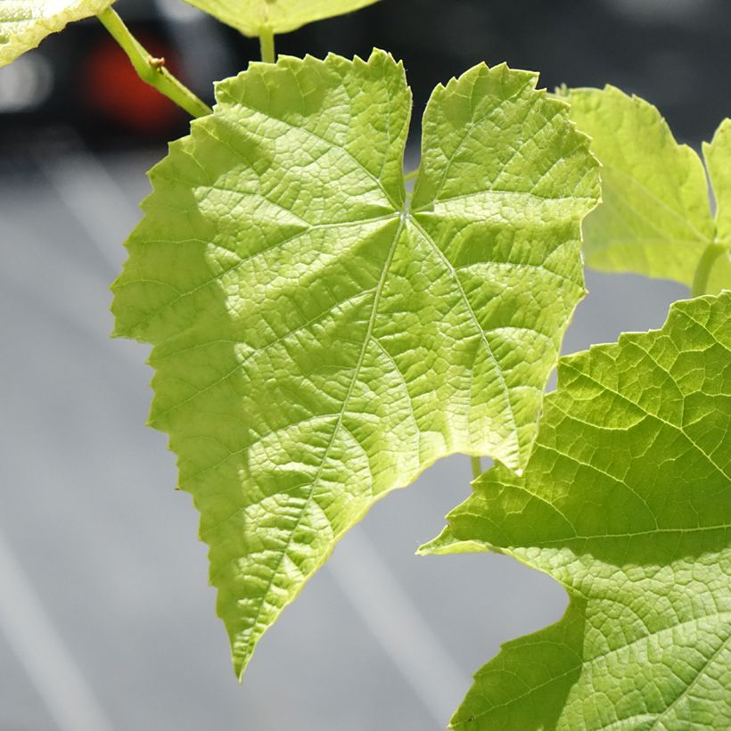 Videira Opalina - Vitis labrusca x vinifera (Folhagem)
