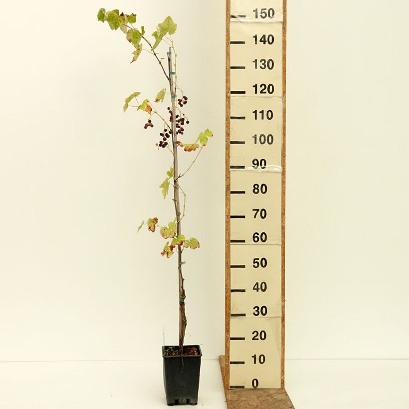 Amostra de Videira Opalina - Vitis labrusca x vinifera Vaso de 1,5 L/2 L tal como entregue no verão