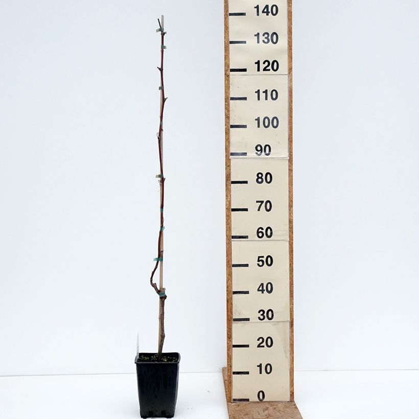 Amostra de Vigne de table Opalina - Vitis hybrida Vaso de 1,5 L/2 L tal como entregue no inverno