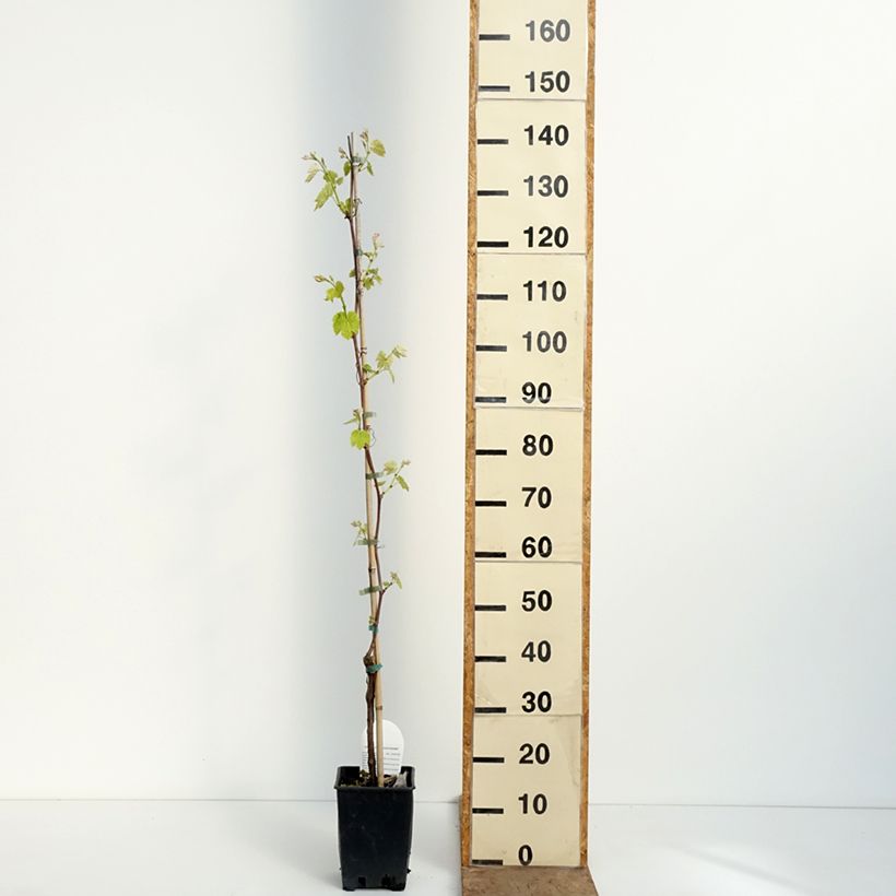 Amostra de Videira Opalina - Vitis labrusca x vinifera Vaso de 1,5 L/2 L tal como entregue na primavera