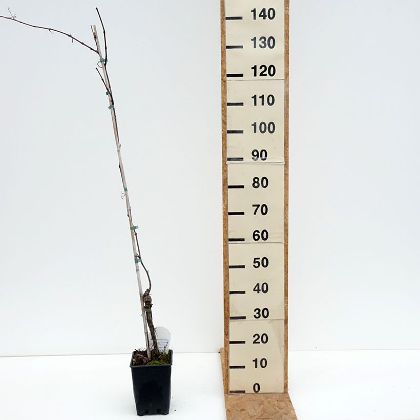 Amostra de Videira Opalina - Vitis labrusca x vinifera Vaso de 3 L/4 L tal como entregue no outono