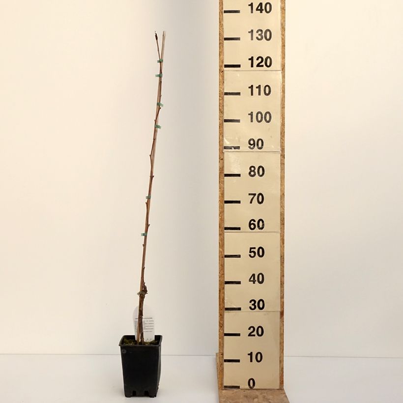 Amostra de Vigne de table Opalina - Vitis hybrida Vaso de 3 L/4 L tal como entregue no inverno