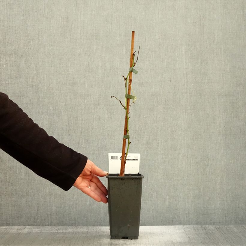 Amostra de Vigne de table Picurka - Vitis vinifera Pot de 1,5L/2L, Touffe tal como entregue no outono