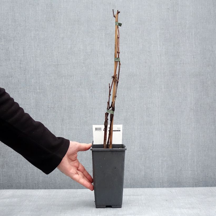 Amostra de Vigne de table Picurka - Vitis vinifera Vaso de 1,5 L/2 L, Tufo tal como entregue no inverno