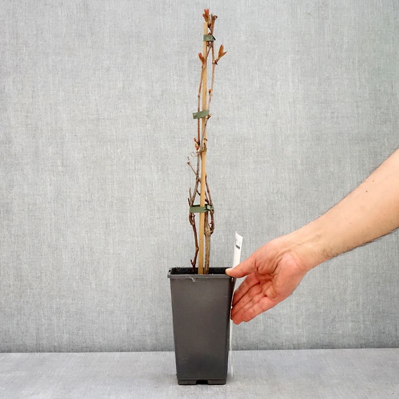 Amostra de Videira de mesa Picurka - Vitis vinifera Vaso de 1,5 L/2 L, Tufo tal como entregue na primavera