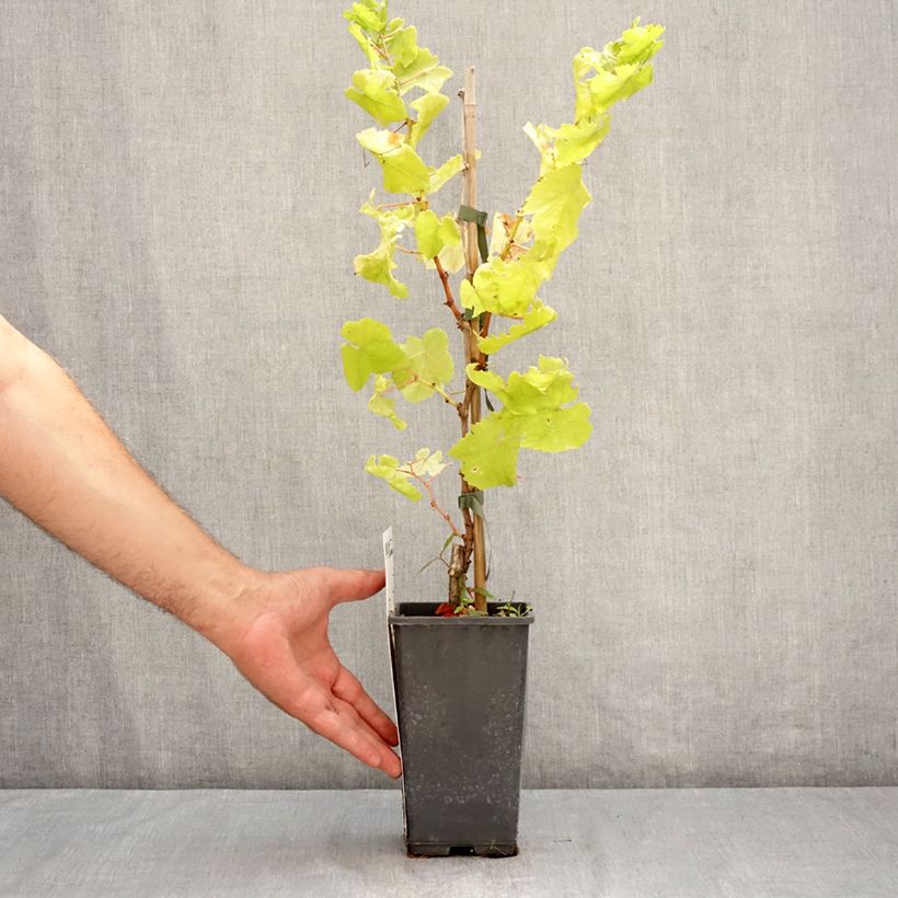 Amostra de Videira de mesa Picurka - Vitis vinifera Vaso de 1,5 L/2 L, Tufo tal como entregue no verão