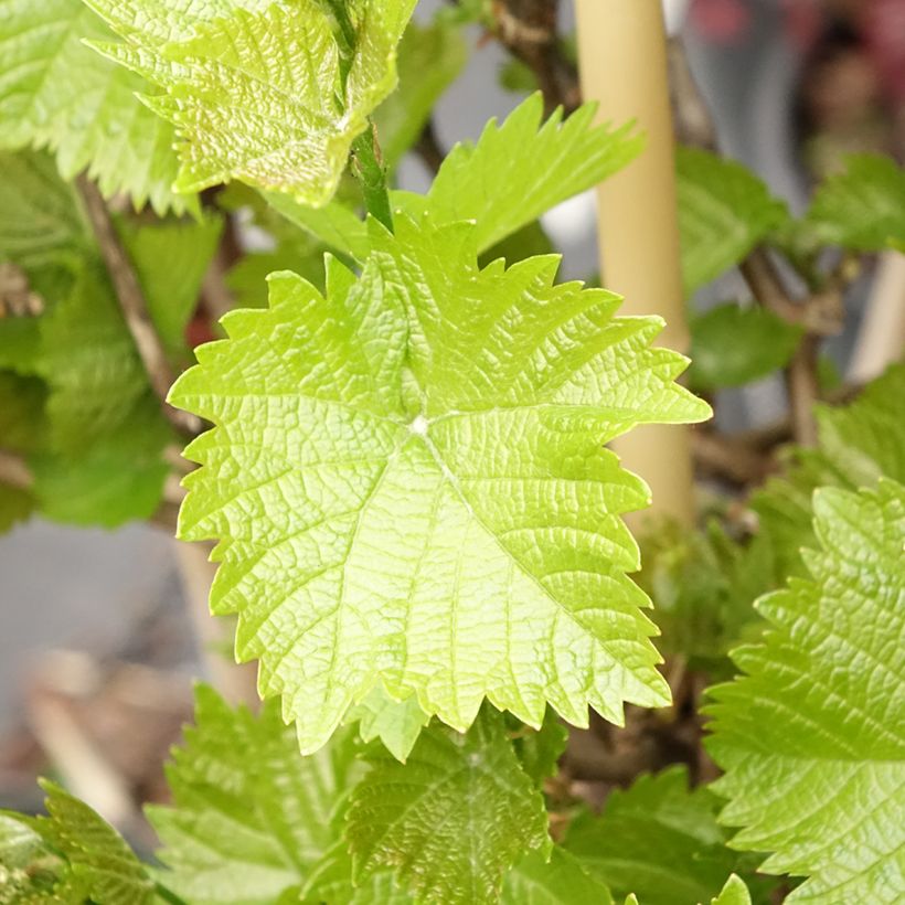 Videira de mesa Picurka - Vitis vinifera (Folhagem)