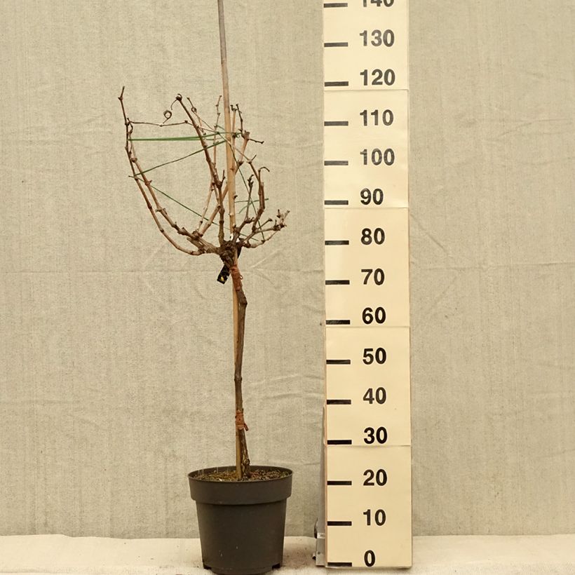 Amostra de Videira de mesa Picurka - Vitis vinifera Vaso de 7,5 L/10 L, Haste tal como entregue na primavera