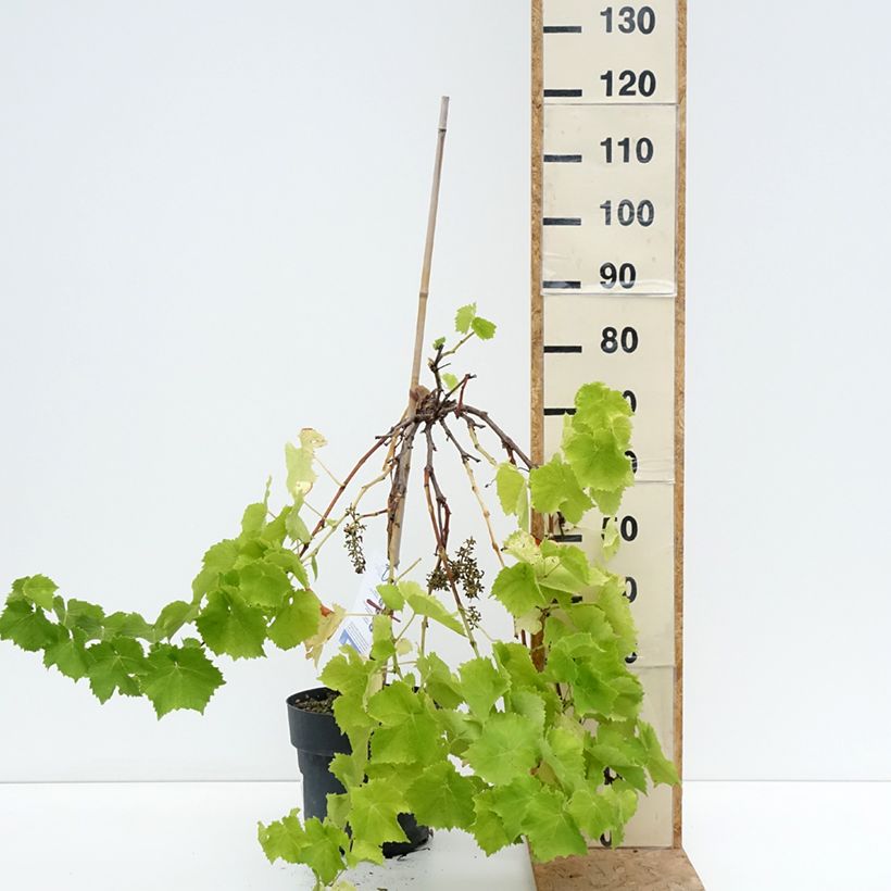 Amostra de Videira de mesa Picurka - Vitis vinifera Vaso de 7,5 L/10 L, Haste tal como entregue no verão