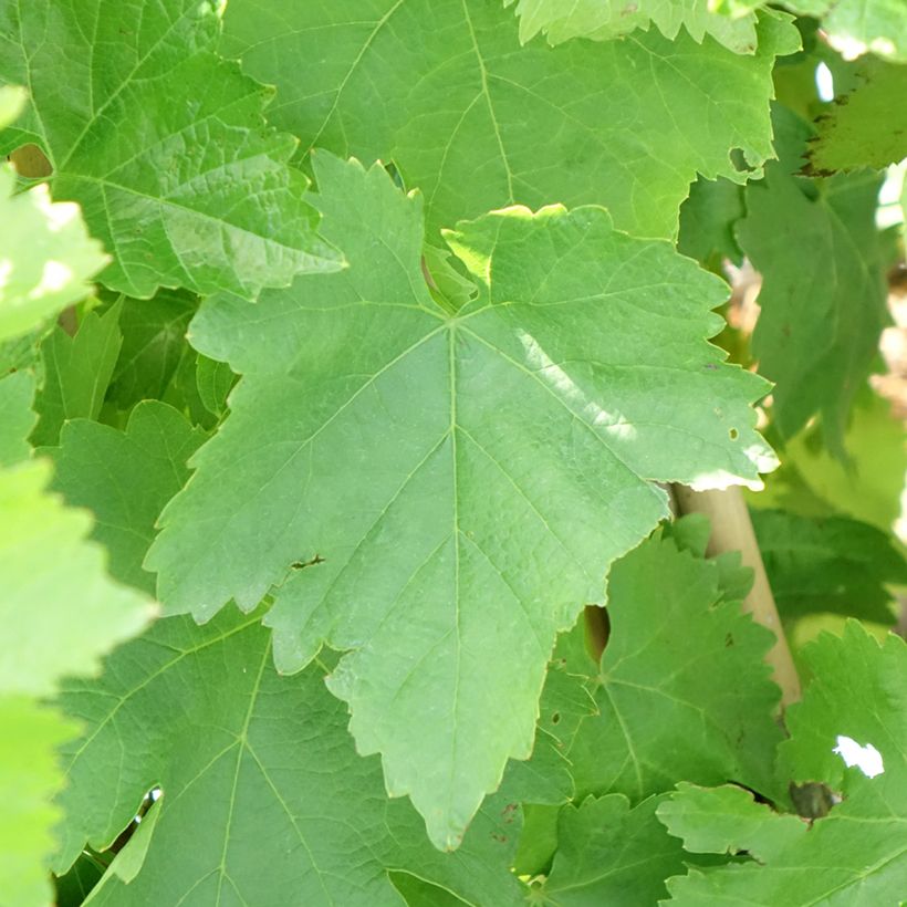 Videira de mesa Pizzutello Bianco - Vitis vinifera (Folhagem)