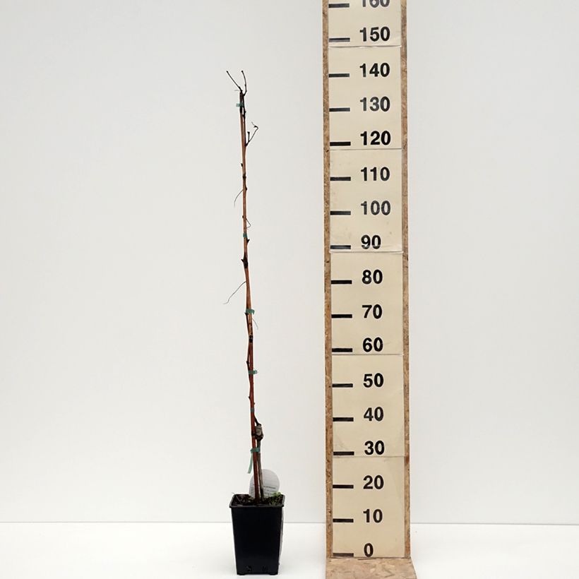 Amostra de Vigne de table Pizzutello Bianco, Cornichon blanc - Vitis vinifera Pot de 1,5L/2L tal como entregue no inverno