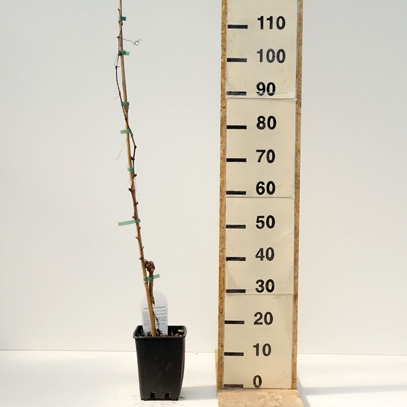 Amostra de Videira de mesa Pizzutello Bianco - Vitis vinifera Vaso de 1,5 L/2 L tal como entregue na primavera