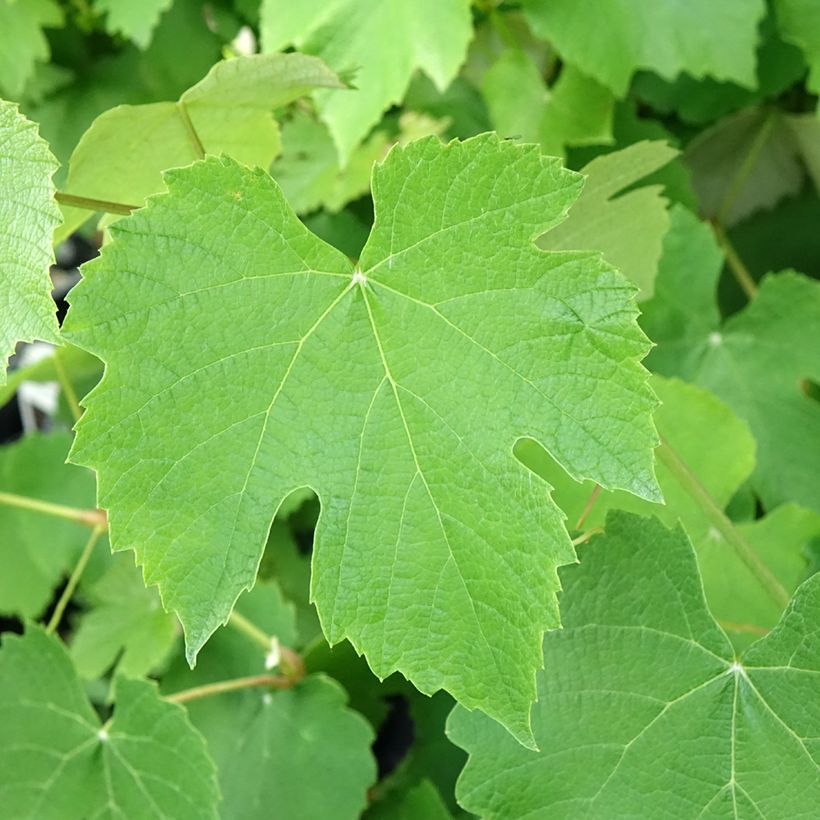 Videira de mesa Pizzutello Nero - Vitis vinifera (Folhagem)